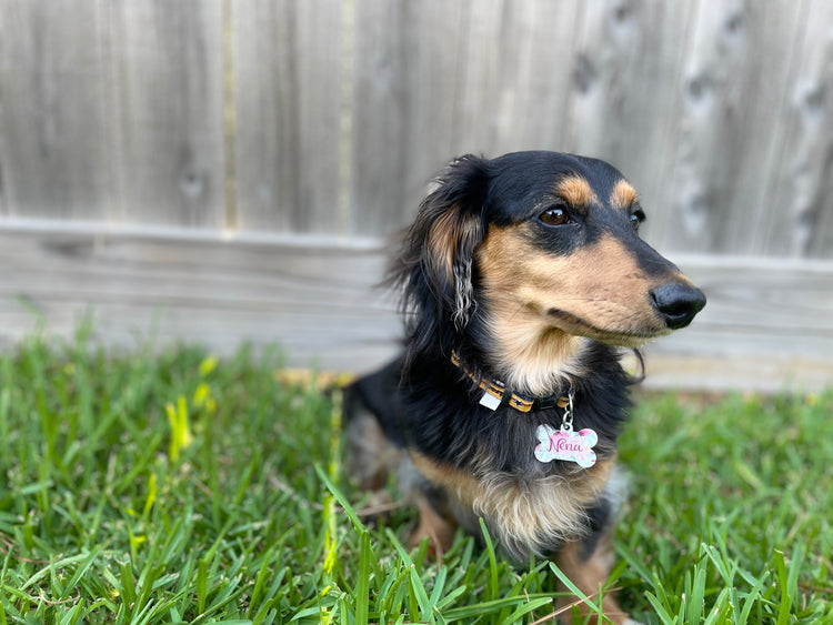 Personalized Pet Tag with Black Long Haired Dachshund